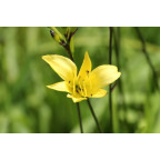 HEMEROCALLIS lilioasphodelus