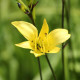 HEMEROCALLIS lilioasphodelus
