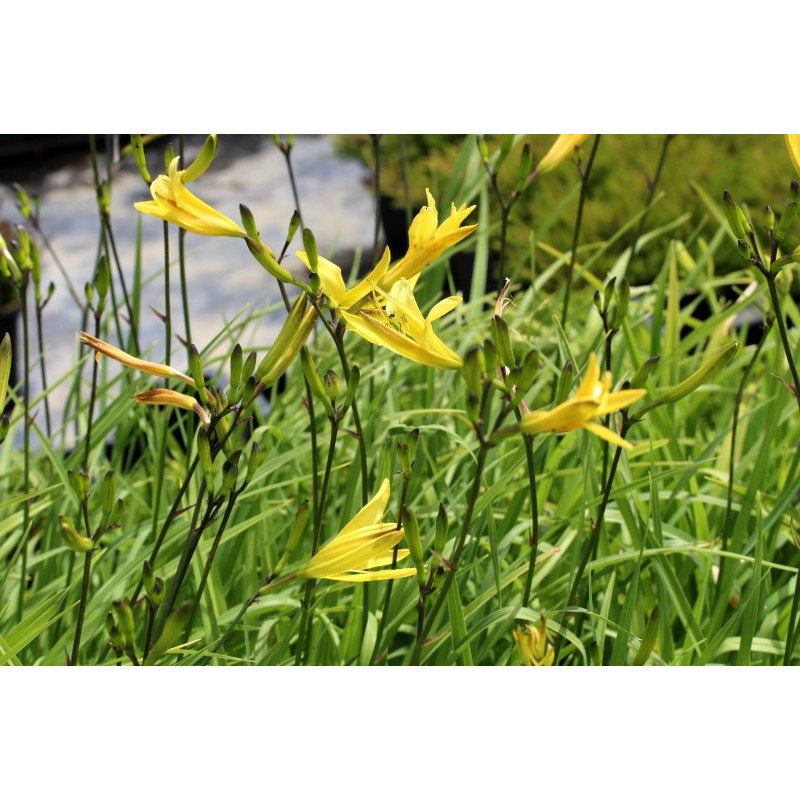 HEMEROCALLIS lilioasphodelus