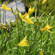 HEMEROCALLIS lilioasphodelus