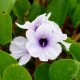 EICHHORNIA azurea