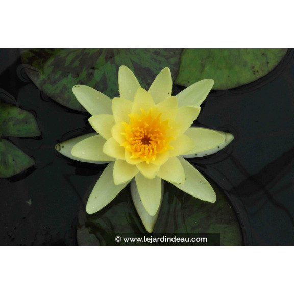 NYMPHAEA 'Marliacea Chromatella'