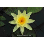 NYMPHAEA 'Marliacea Chromatella' NYMPHAEA 'Marliacea Chromatella'