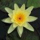 NYMPHAEA 'Marliacea Chromatella'