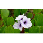 EICHHORNIA azurea
