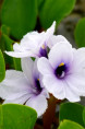 EICHHORNIA azurea