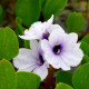 EICHHORNIA azurea