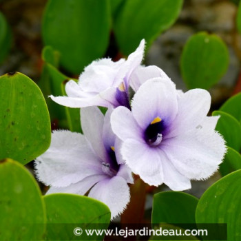 EICHHORNIA azurea