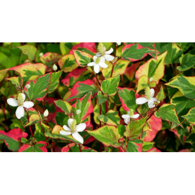HOUTTUYNIA cordata \'Chameleon\'