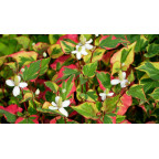 HOUTTUYNIA cordata 'Chameleon'
