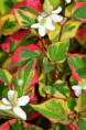 HOUTTUYNIA cordata 'Chameleon'