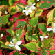 HOUTTUYNIA cordata 'Chameleon'