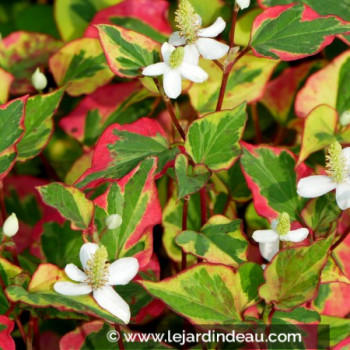 HOUTTUYNIA cordata &#039;Chameleon&#039;