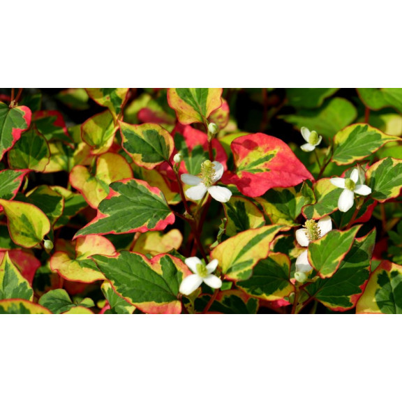 HOUTTUYNIA cordata 'Chameleon'