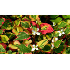 HOUTTUYNIA cordata 'Chameleon'