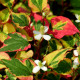 HOUTTUYNIA cordata 'Chameleon'