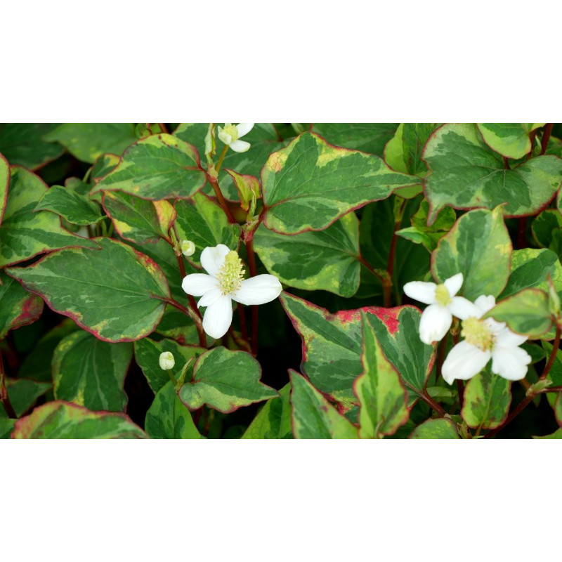 HOUTTUYNIA cordata 'Joker's Gold'