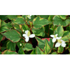 HOUTTUYNIA cordata 'Joker's Gold'