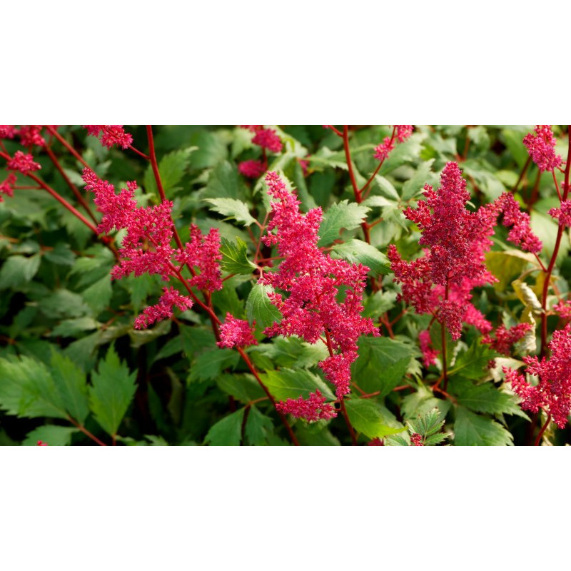 ASTILBE x arendsii 'Fanal'