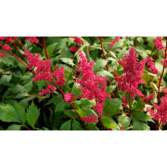 ASTILBE x arendsii 'Fanal'