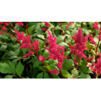 ASTILBE x arendsii 'Fanal'