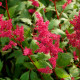 ASTILBE x arendsii 'Fanal'