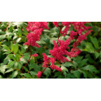 ASTILBE x arendsii 'Fanal'