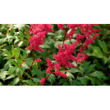ASTILBE x arendsii \'Fanal\'