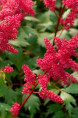 ASTILBE x arendsii 'Fanal'