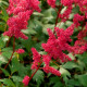 ASTILBE x arendsii 'Fanal'