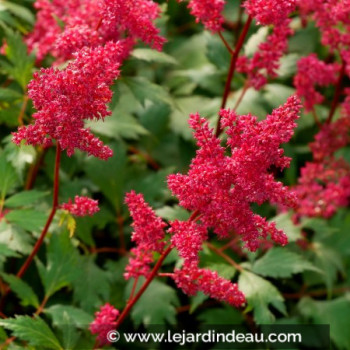ASTILBE x arendsii &#039;Fanal&#039;