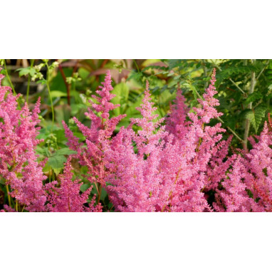 ASTILBE japonica \'Mainz\'