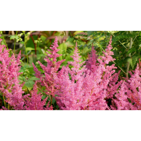 ASTILBE japonica 'Mainz'