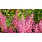 ASTILBE japonica 'Mainz'