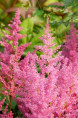 ASTILBE japonica 'Mainz'