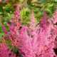 ASTILBE japonica 'Mainz'