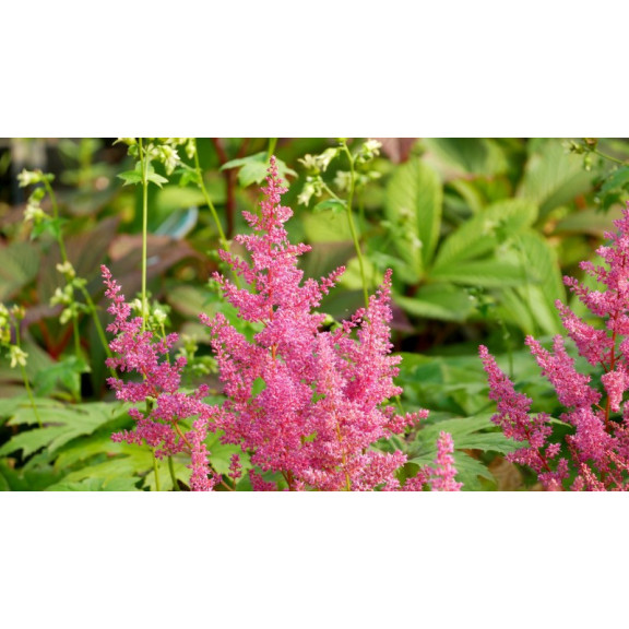 ASTILBE japonica 'Mainz'