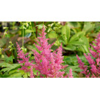 ASTILBE japonica 'Mainz'