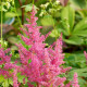 ASTILBE japonica 'Mainz'