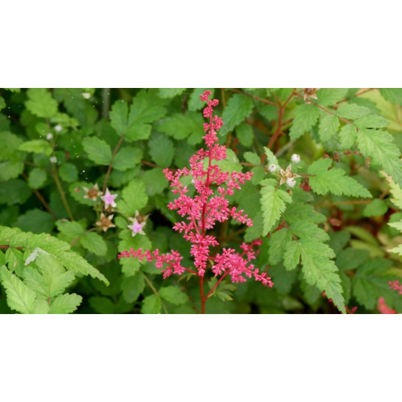 ASTILBE japonica 'Red Sentinel'