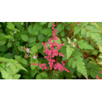 ASTILBE japonica 'Red Sentinel' ASTILBE japonica 'Red Sentinel'