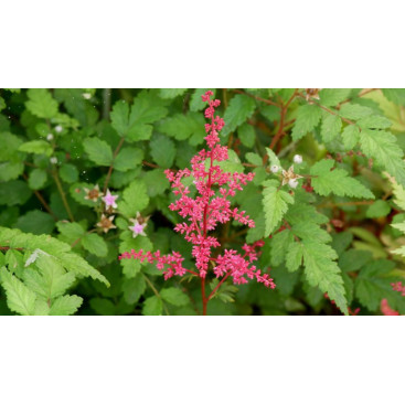 ASTILBE japonica \'Red Sentinel\'