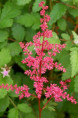 ASTILBE japonica 'Red Sentinel'
