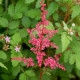 ASTILBE japonica 'Red Sentinel'