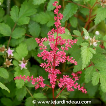 ASTILBE japonica &#039;Red Sentinel&#039;