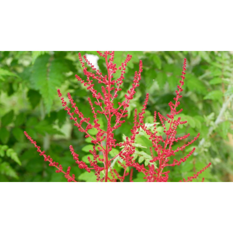 ASTILBE japonica 'Red Sentinel' ASTILBE japonica 'Red Sentinel'