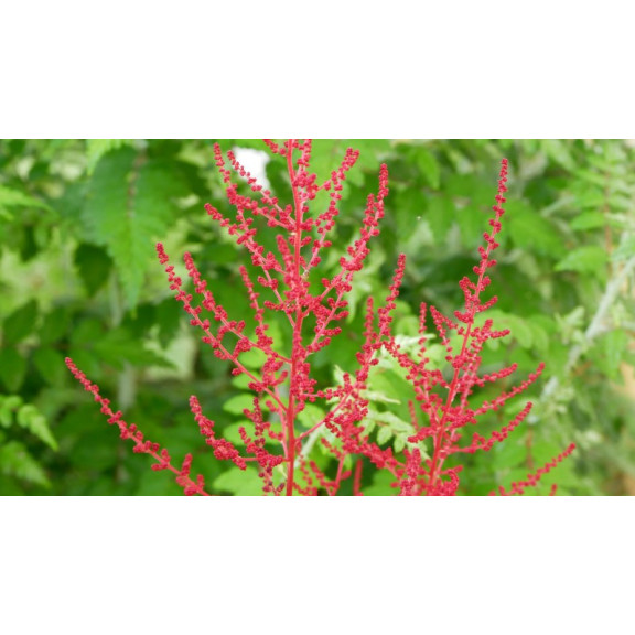 ASTILBE japonica 'Red Sentinel'