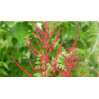 ASTILBE japonica 'Red Sentinel' ASTILBE japonica 'Red Sentinel'