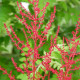 ASTILBE japonica 'Red Sentinel'