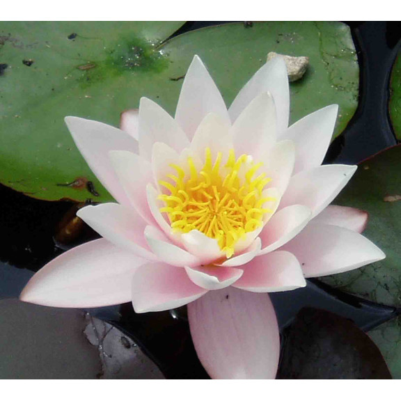 NYMPHAEA 'Marliacea Rosea'